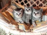 British Shorthair Safkan Silver Dişi & Erkek Yavrular