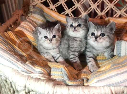 British Shorthair Safkan Silver Dişi & Erkek Yavrular görsel