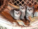 British Shorthair Safkan Silver Dişi & Erkek Yavrular