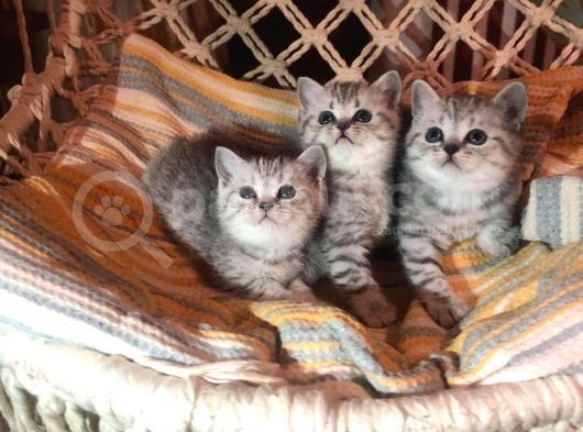 British Shorthair Safkan Silver Dişi & Erkek Yavrular görsel