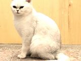 British Shorthair Safkan Silver Dişi & Erkek Yavrular