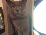 British Shorthair Safkan Silver Dişi & Erkek Yavrular