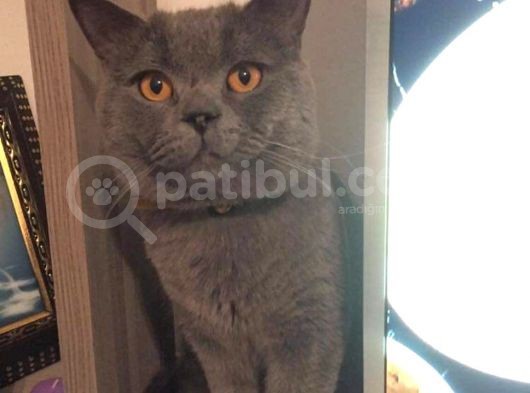British Shorthair Safkan Silver Dişi & Erkek Yavrular görsel