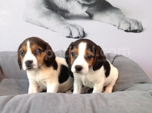 Muhteşem Beagle Yavruları görsel