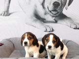 Muhteşem Beagle Yavruları