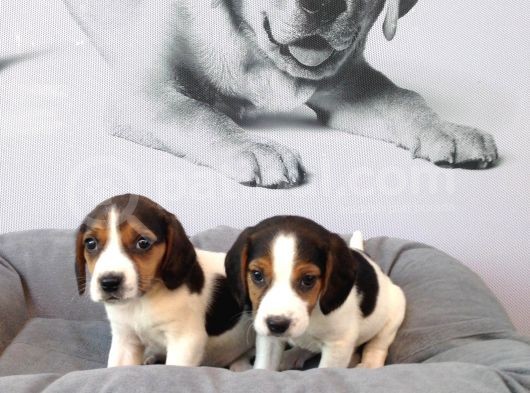 Muhteşem Beagle Yavruları görsel