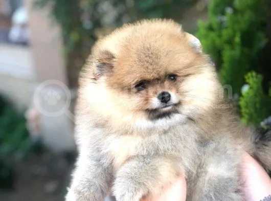 Show Kalite Pomeranian Yavruları