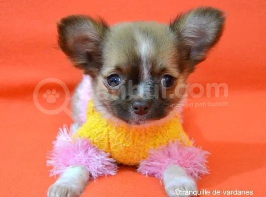 Chihuahua Yavruları