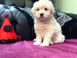Maltipoo Bebekler