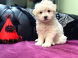 Maltipoo Bebekler