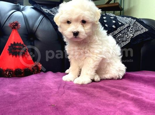 Maltipoo Bebekler görsel