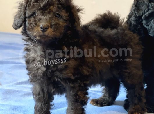 Silver Black Toy Poodle Yavrularımız görsel