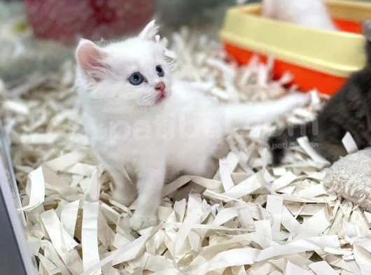 Orj. Babyface Bri̇ti̇sh Bluepoi̇nt Bebeklerimiz