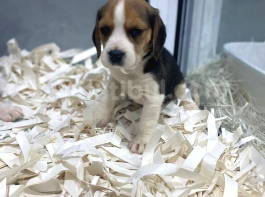 Orj. Babyface Eli̇zabeth Beagle Bebeklerimiz görsel
