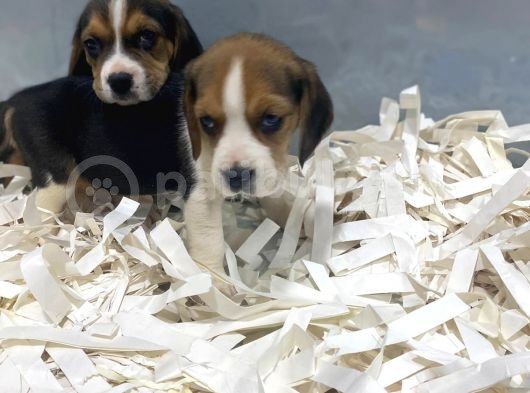 Orj. Babyface Eli̇zabeth Beagle Bebeklerimiz görsel