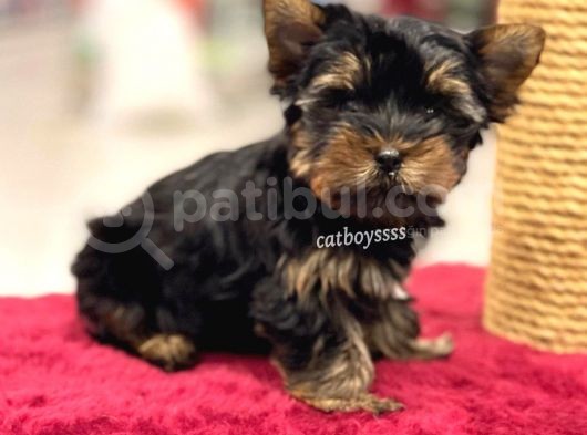 Safkan Yorkshire Terrier Erkek Yavrumuz görsel