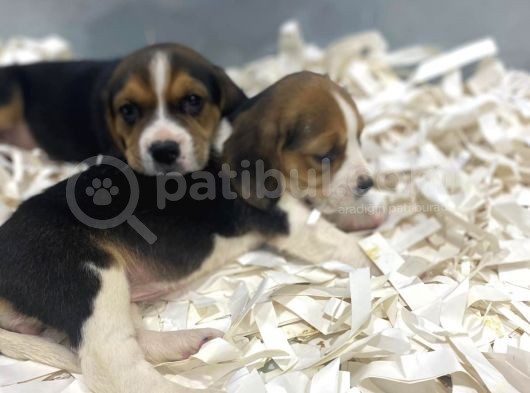 Orj. Babyface Eli̇zabeth Beagle Bebeklerimiz görsel