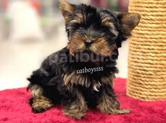 Safkan Yorkshire Terrier Erkek Yavrumuz