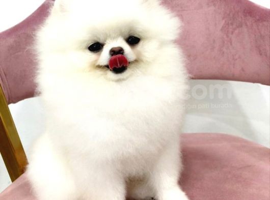 Pomeranian Boo Yavruları görsel