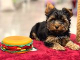 Mini Yorkshire Terrier Erkek Yavrumuz