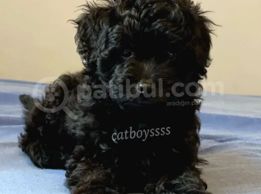 Siyah İnci Dişi Black Toy Poodle Yavrularımız