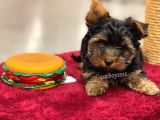 Mini Yorkshire Terrier Erkek Yavrumuz