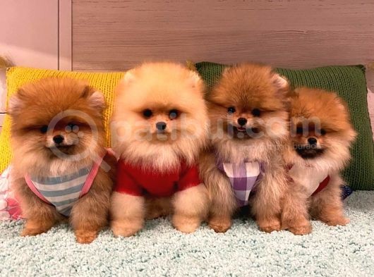Pomeranian Boo Yavruları görsel