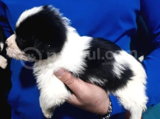 Morkie Yavrular