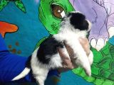Morkie Yavrular