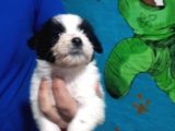 Morkie Yavrular