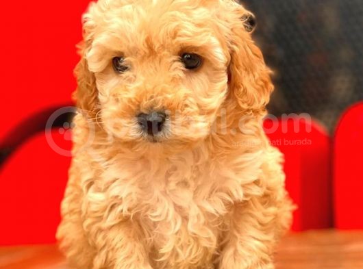 Mi̇ni̇ Toy Poodle Bebekler görsel