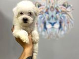 Orj. Babyface Maltipoo Bebeklerimiz