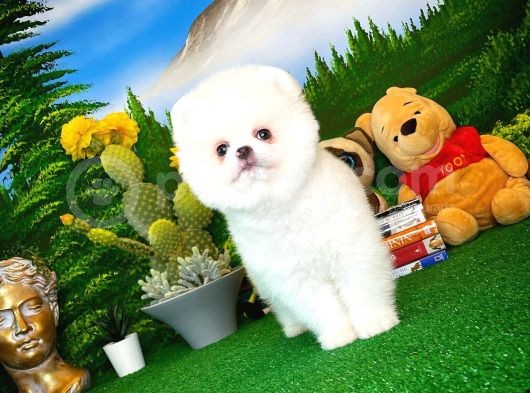 Show Kalite Pomeranian Yavrularımız görsel