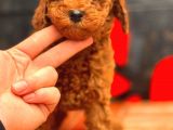 Red Toy Poodle Bebekler