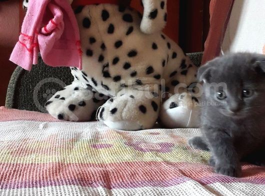 Scottish Fold Yeterince Anne Sütü Almış Kedimi Sahiplendiriyorum görsel