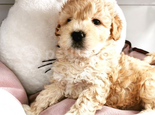 Poodle Değil Maltipoo görsel