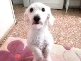 Çakıl Köpeği̇m Kayıp