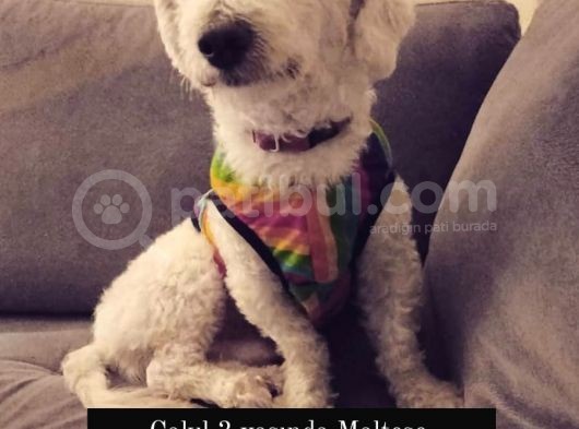 Çakıl Köpeği̇m Kayıp görsel