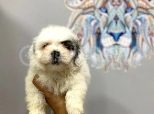Orj. Babyface Morkie Bebeklerimiz