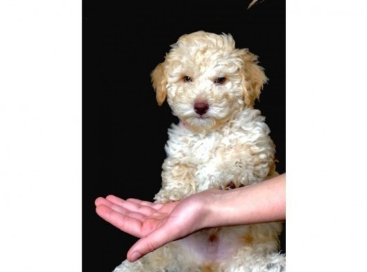 Yemyeşil Gözlü Poodle Yavrumuz Microchiplidir görsel