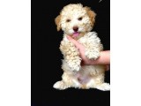 Yemyeşil Gözlü Poodle Yavrumuz Microchiplidir