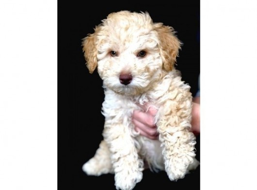Yemyeşil Gözlü Poodle Yavrumuz Microchiplidir görsel