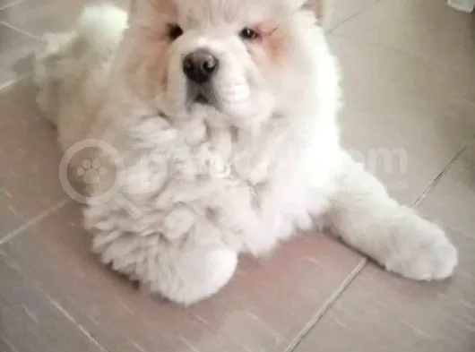 Aslan Gibi Chow Chow