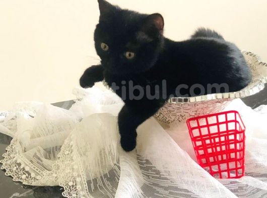 3 Aylık Boncuk Tatlı Tuvalet Eğitimli Zararsız görsel