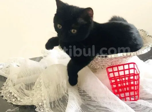 3 Aylık Boncuk Tatlı Tuvalet Eğitimli Zararsız