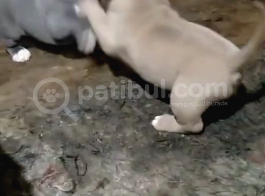 Efsane American Bully Yavrular görsel