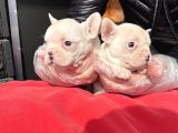Muhteşem Renkli French Bulldog Yavruları