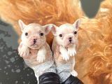 Muhteşem Renkli French Bulldog Yavruları