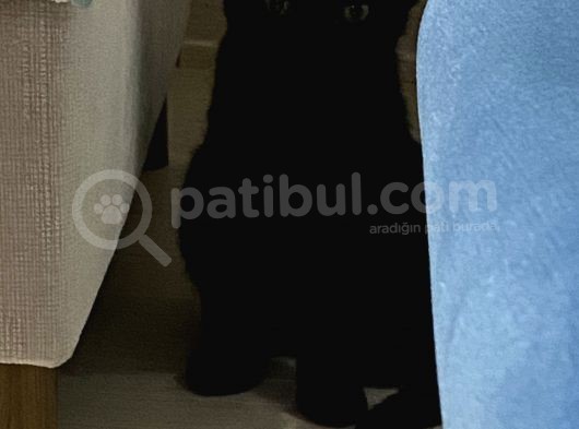3 Aylık Boncuk Tatlı Tuvalet Eğitimli Zararsız görsel