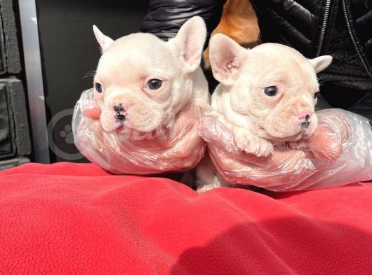 Muhteşem Renkli French Bulldog Yavruları görsel